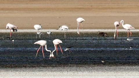 Drought in Spain forces Flamingos to go elsewhere