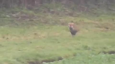 Hounds from the hunt seemingly chasing a fox