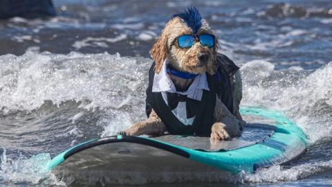 Derby the dog on its surfboard