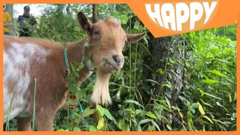 A goat chewing and the Happy logo