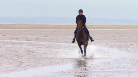 Horse on beach