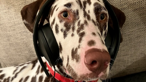 A dog wearing headphones