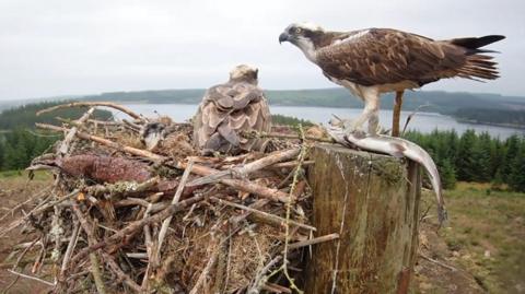 Ospreys in their nest at Kielder Forest