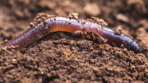 an earthworm