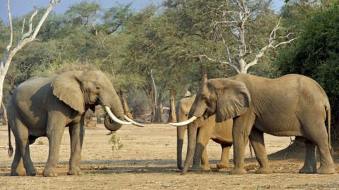 African elephants on a dry savannah.