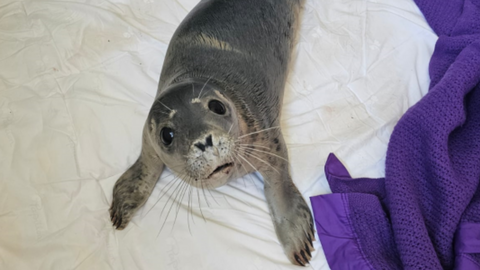 Close up of rescued seal pup