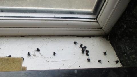 A window sill with a number of dead flies