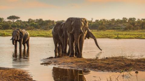 Male elephants along the Boteti River