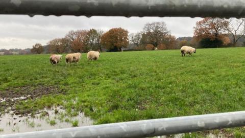 Sheep on farmland used by Derby College's Broomfield Hall campus