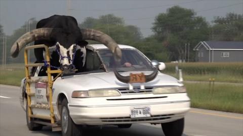 A bull in a car