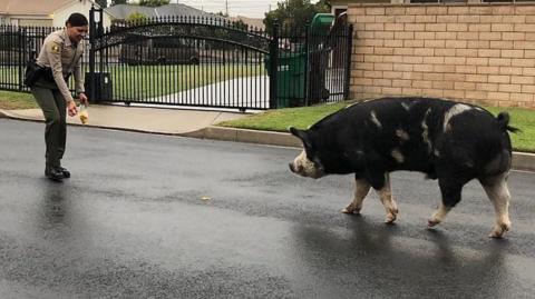 A lost pig has found its way home after following a trail of Doritos crisps.