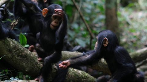 Two young chimpanzees sitting on a tree branch