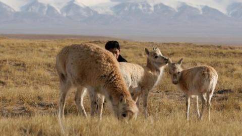 A forest policeman of Kekexili Nature Reserve pastures Tibetan antelopes at a wild animal rescue center on 21 April 2005 in Chengduo County of Qinghai Province, China