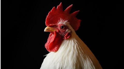 A cockerel