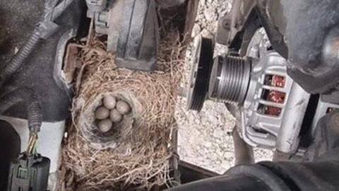 Eggs in engine