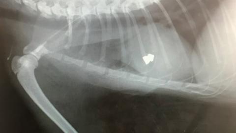 X-ray image showing pellet inside kitten Milly