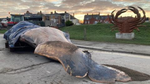 Whale being removed