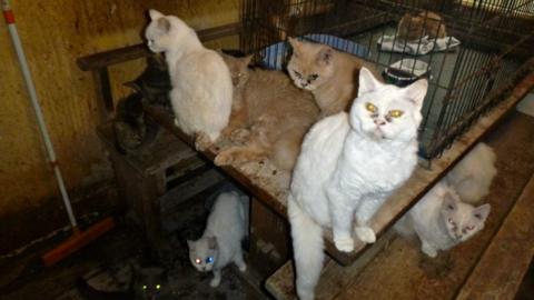 Cats in house. Pic: RSPCA