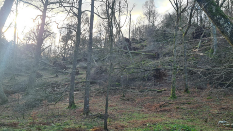 Damaged trees at Skelwith Fold