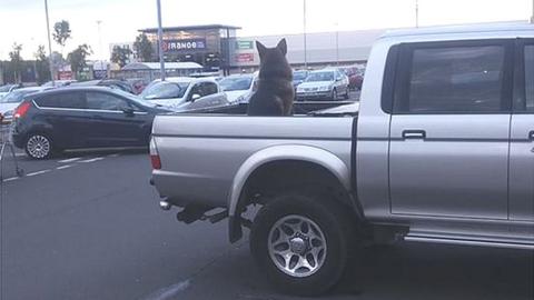 Dog in truck