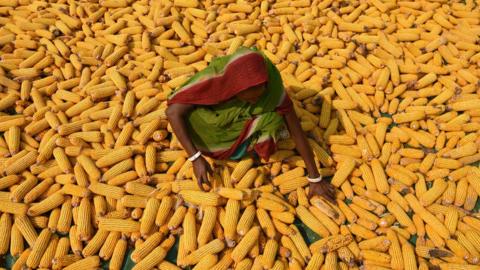 Maize is India's third most important cash crop after wheat and rice