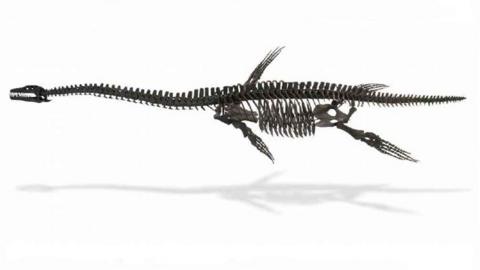 Fossilised plesiosaur skeleton
