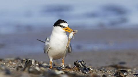 Residents on Orkney are preparing for the arrival of one of Britain’s rarest seabirds.