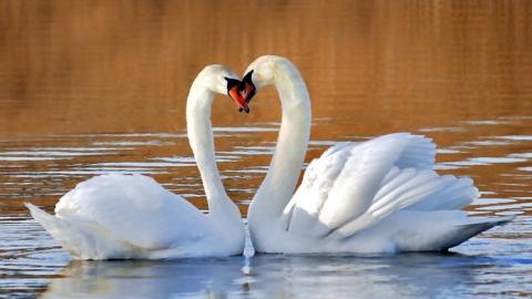 two swans forming a heart with their necks