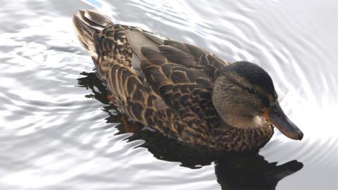 Mallard duck in a lake