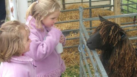 Children looking at a sheep at the Suffolk Show