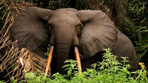 Elephant in Gabon