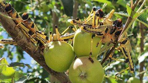 Locusts on fruit