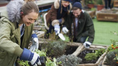 Group of people planting vegetables