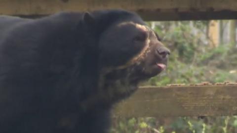 Andean bear