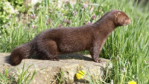 An American mink in the UK