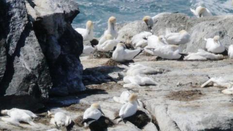 Birds in Shetland