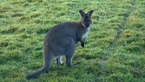 Ant, the wallaby