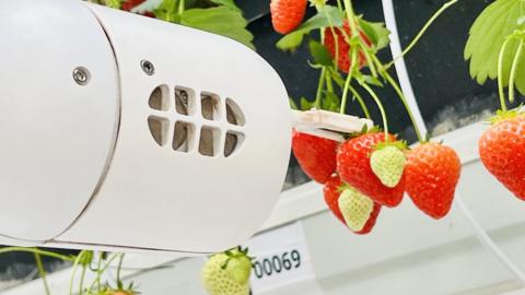 Robot picking a strawberry