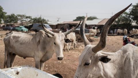 This file picture taken on February 23, 2017 shows two cattle at a livestock yard in Kaduna, northwest Nigeria. The kidnapping gangs and cattle thieves are known to operate in northern Kaduna and Zamfara.