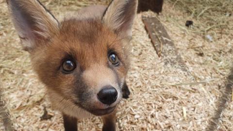 Cute juvenile fox with big eyes looking up at the camera
