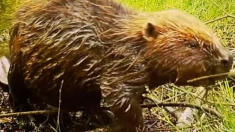 An adult beaver at Wild Ken Hill.