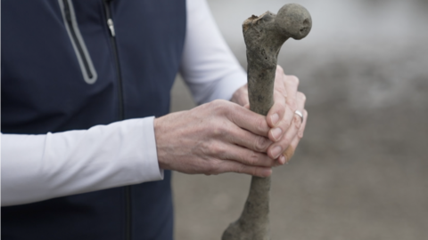 Old bone held by a man