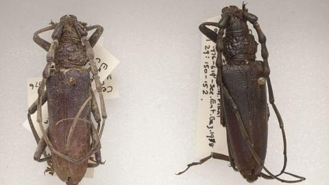 As big as your thumb: If alive today they'd be among Britain's biggest beetles