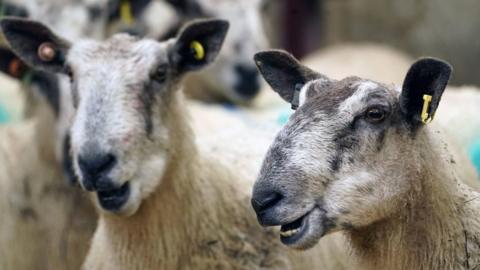 Sheep at High Crossgill Farm in Alston Moor, Cumbria