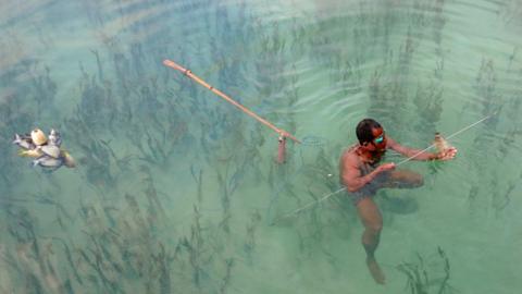 Indigenous fisher spearfishing in seagrass in Indonesia