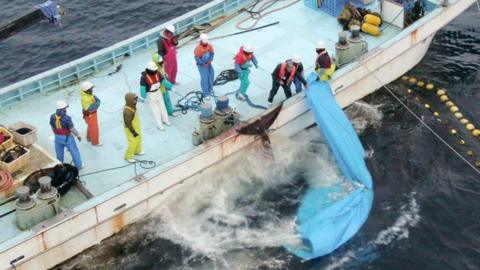 Whale next to fisher boat