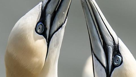 Nesting gannets