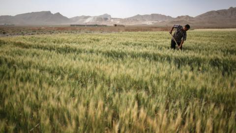 Farmer Abbas Hamamian works his wheat field on in Meymeh, Iran (3 June 2014)