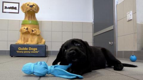 A guide dog puppy.