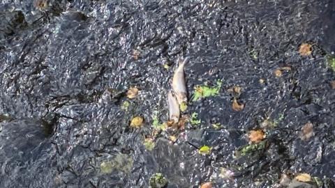 Dead fish in the River Lagan
